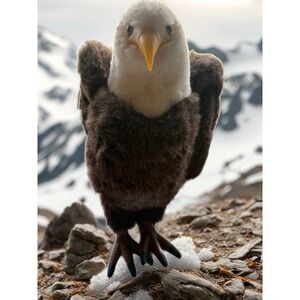 Vintage Dakin Bald Eagle 12" Nice Condition,  Plastic Feet/Claws/Talons 1986